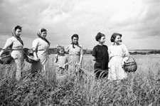 Les glaneuses en 1941